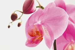 Could an Orchid Have Saved My Grandmother's Brain