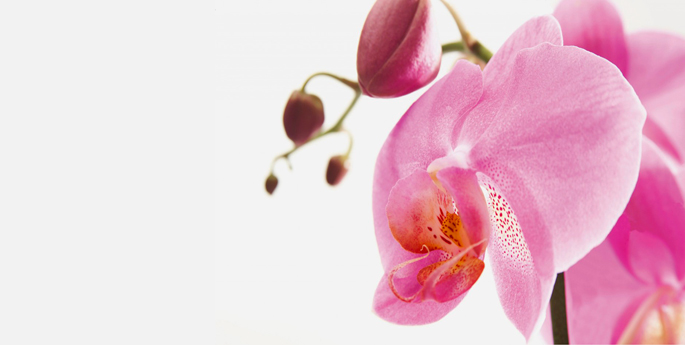 Could an Orchid Have Saved My Grandmother's Life?