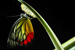 Reinventing Yourself