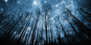 stars_trees_685