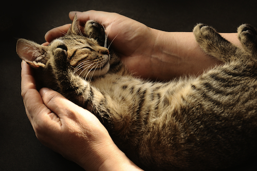 Interaction with Animals