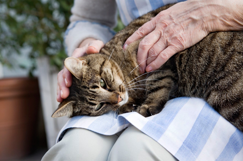 Interaction with Animals Provides Valuable Therapy for Humans