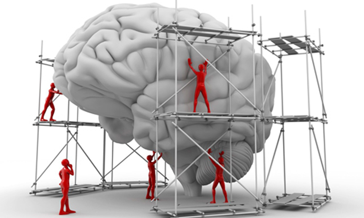 The Future of Intelligence: Is the Human Brain Still Evolving?