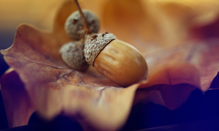 acorn sitting on leaf