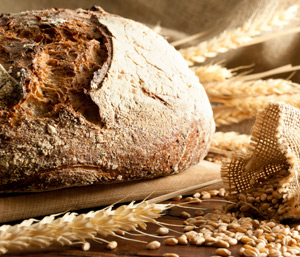 bread wheat