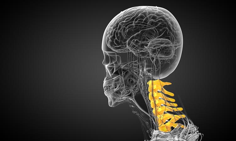mini-brain-in-your-spine