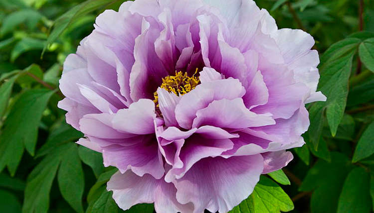 A Passion for Peonies