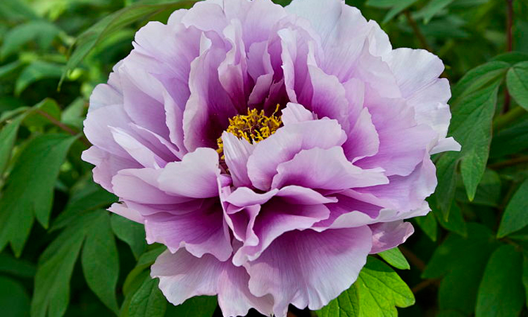 A Passion for Peonies