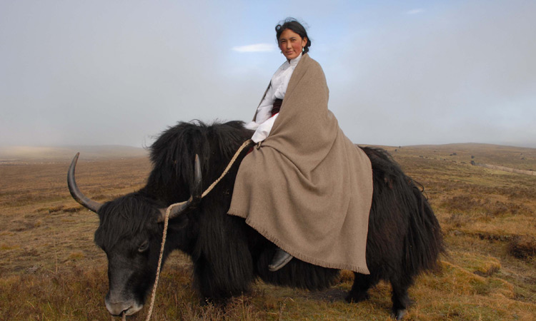 Norlha Textiles tibetan woman on yak