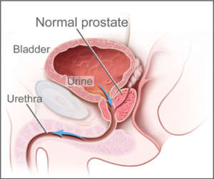 diagram of the prostrate