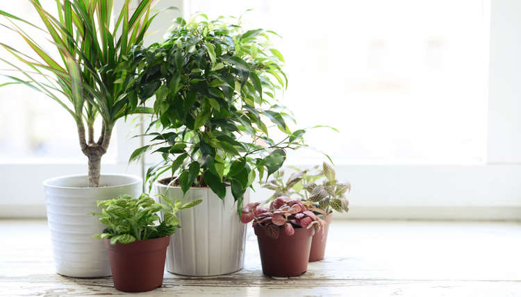 5 Houseplants For Air Purification