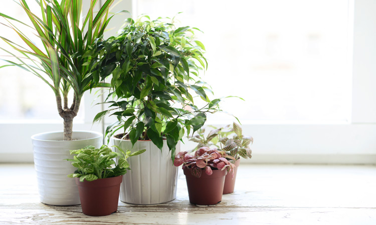 5 Houseplants For Air Purification