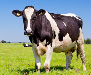 dairy-cow