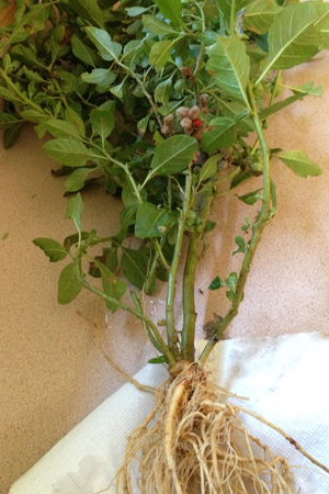 AshwagandhaHarvested