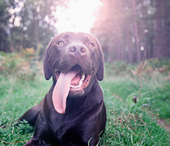 Why it’s hard to hide from a dog. Playing hide and seek with Rover is a lost cause. Dogs can hear sounds up to four times farther away than humans can, and sense smells that are 100 million times less concentrated than what we can detect.