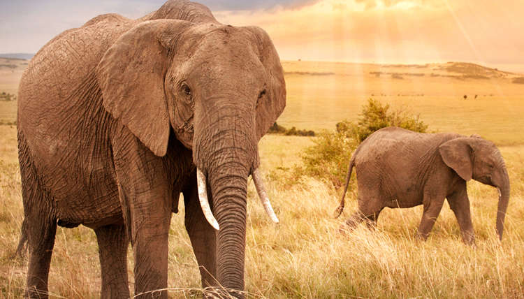 Why Elephants Avoid Cancer