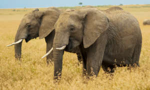 two-elephants