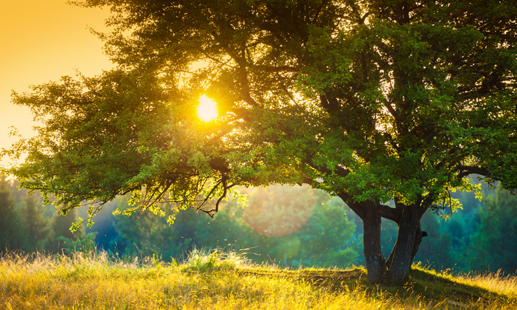 Meditation: Connect to Your Higher Self