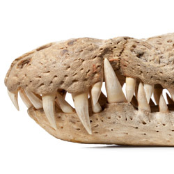 alligator skull teeth