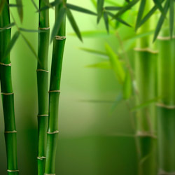 bamboo stalks