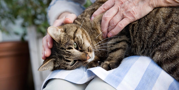 elderly woman petting cat