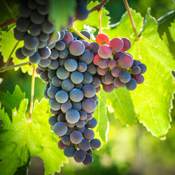 grapes on vine