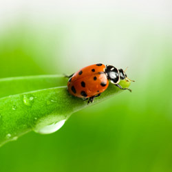 ladybug