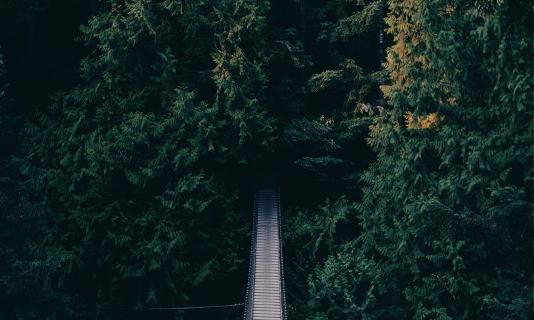 suspension bridge into forest