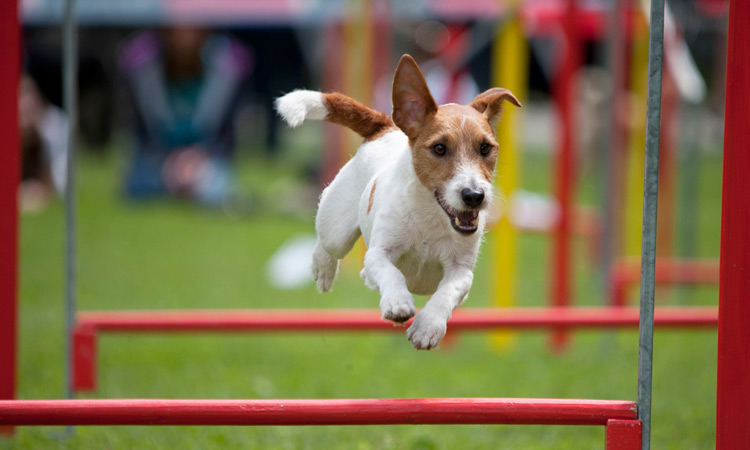 jack russell terrier jumping
