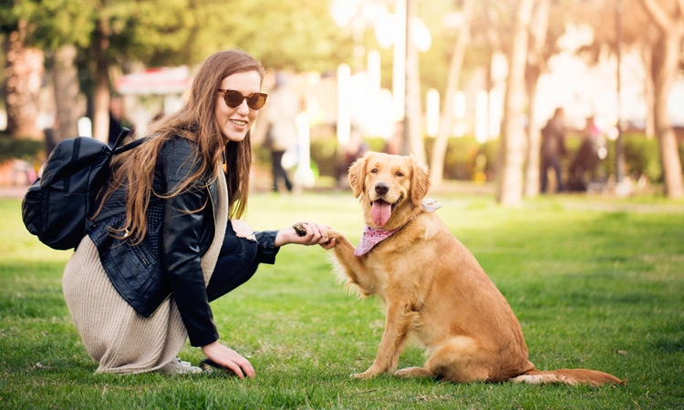 Dog shaking hands with woman