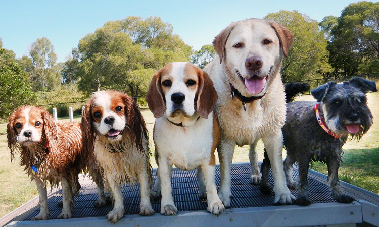 Five dogs lined up