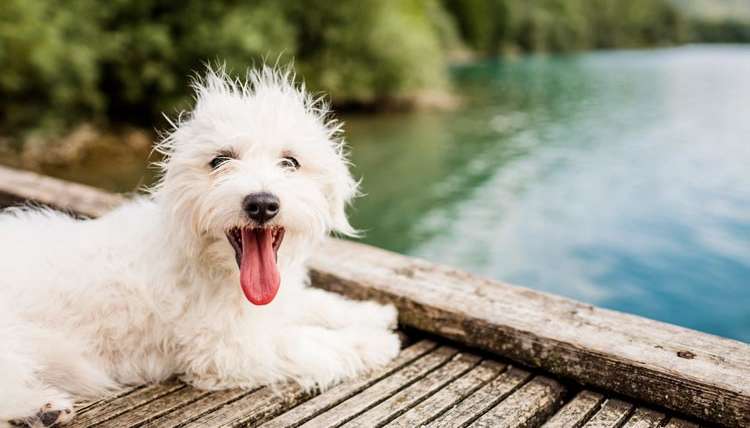 Waldo’s Wisdom: Swimming with Your Dog