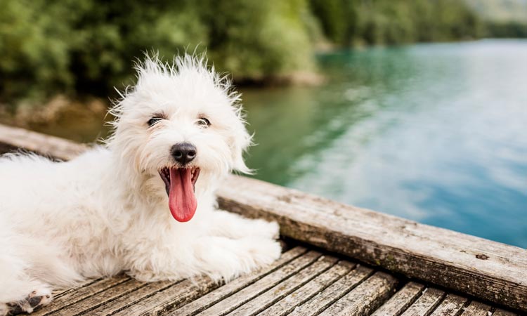 Waldo’s Wisdom: Swimming with Your Dog