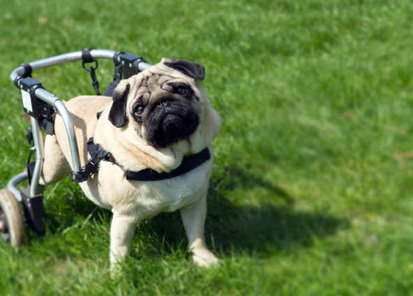 Where to Adopt or Find Care for Your Specially-Abled Pet