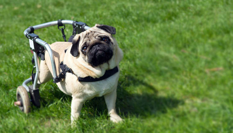 Where to Adopt or Find Care for Your Specially-Abled Pet