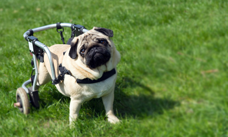 Where to Adopt or Find Care for Your Specially-Abled Pet
