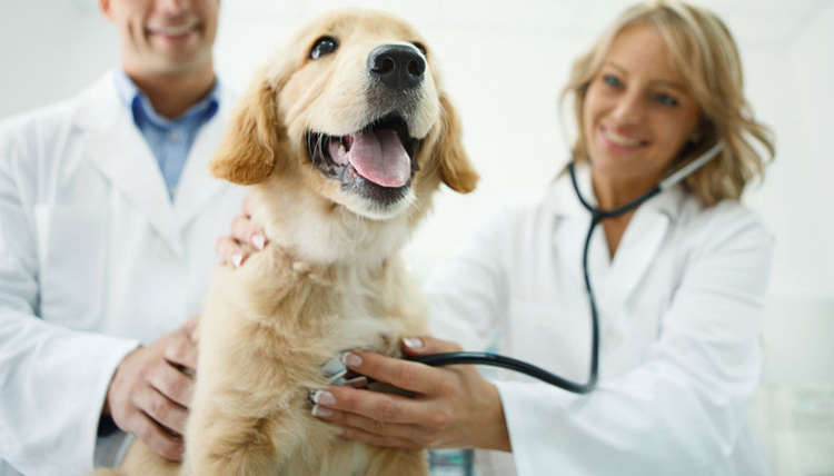 Waldo’s Wisdom: How often are you taking your pet to the vet?