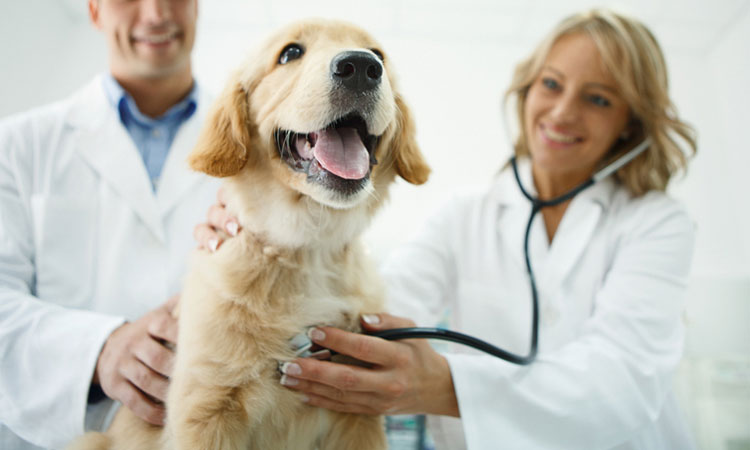 Waldo’s Wisdom: How often are you taking your pet to the vet?