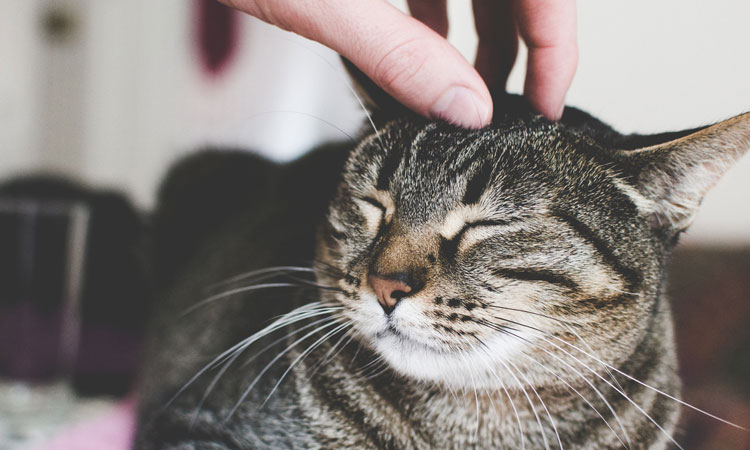 hand petting head of cat