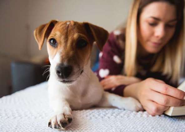 Waldo’s Wisdom: Summer Reading List For Dog Lovers