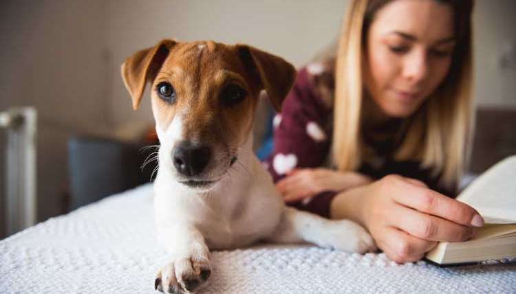 Waldo’s Wisdom: Summer Reading List For Dog Lovers