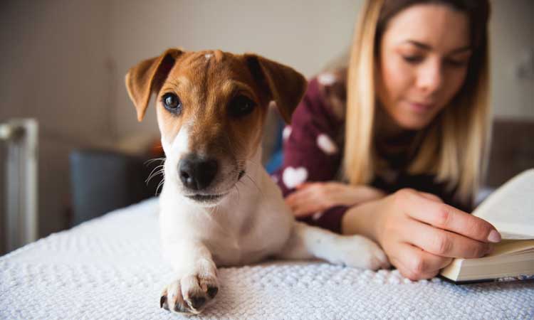 Waldo’s Wisdom: Summer Reading List For Dog Lovers