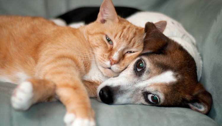 Study Can Predict Whether Someone Is A Cat Or Dog Person