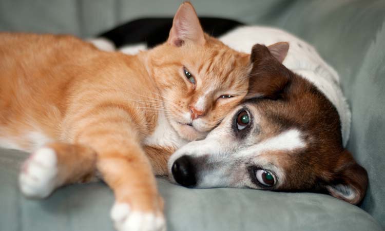 Study Can Predict Whether Someone Is A Cat Or Dog Person