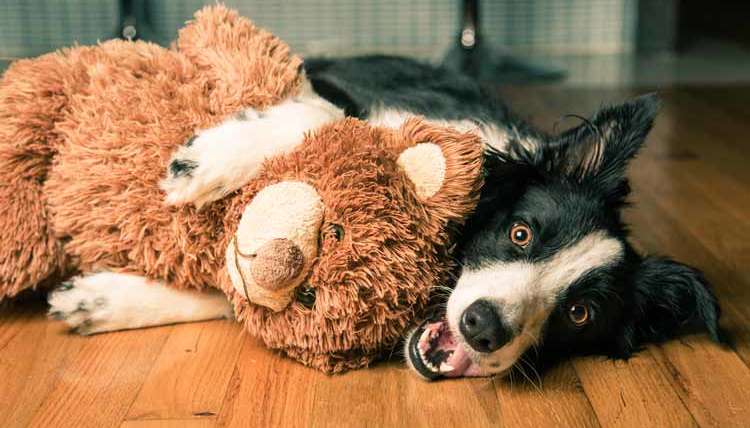 Waldo’s Wisdom: 3 Simple Tricks To Make Your Dog Feel At Home Anywhere