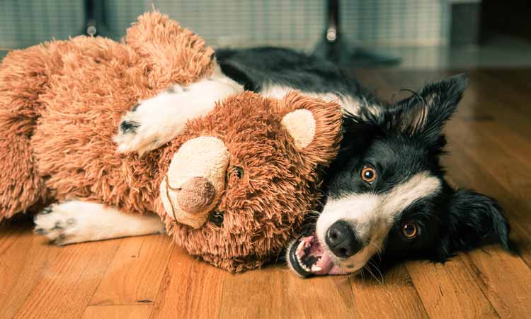 dog hugging stuffed bear