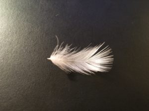 feather