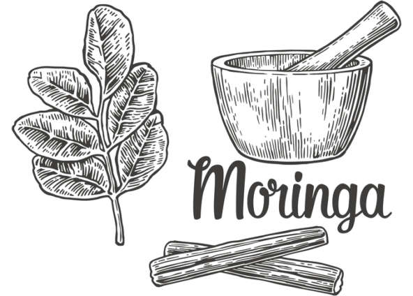 Moringa: The Remarkable Superfood