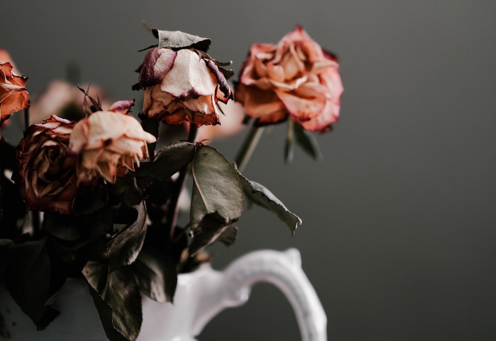 dying roses in a vase