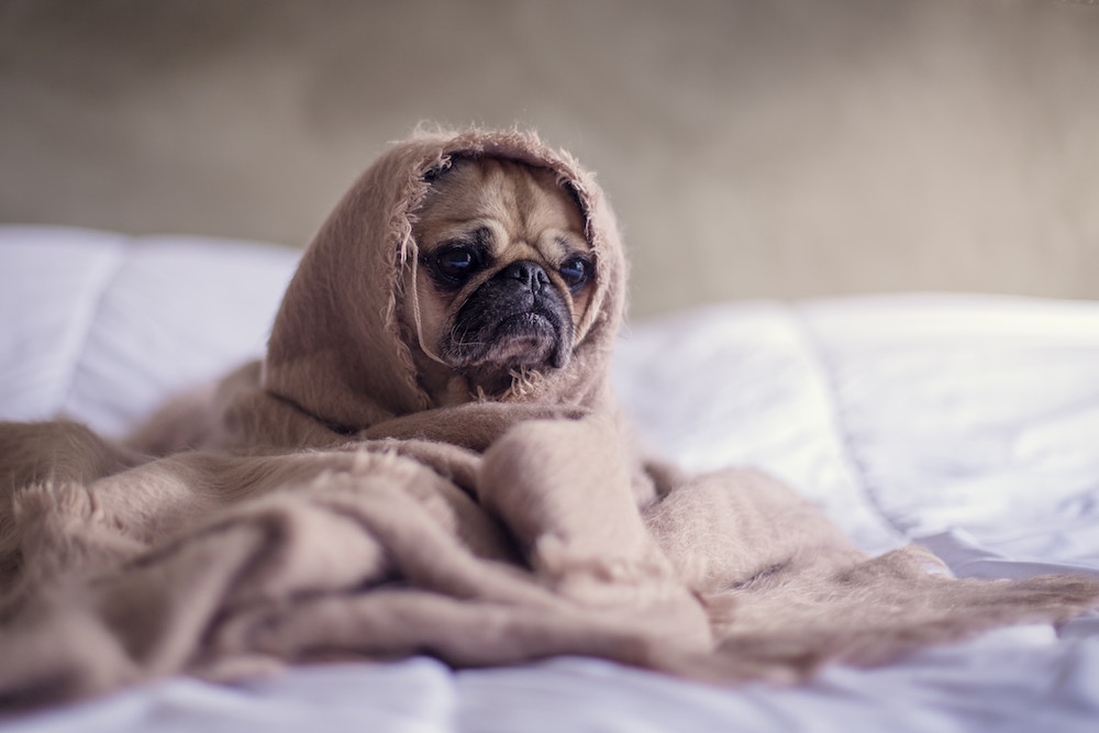 little pug cuddled up for weekend stress relief